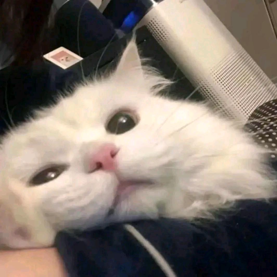 吟川爱吃螺蛳粉（二巡有票版）