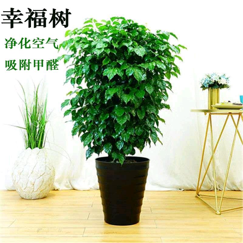 绿茵花卉园艺
