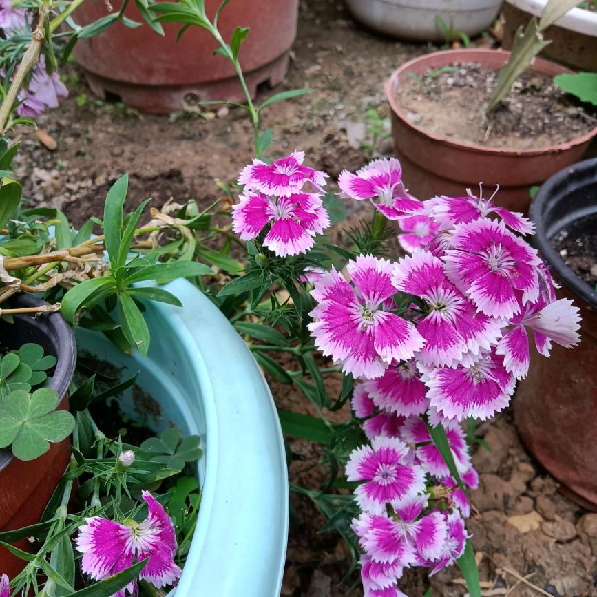 晚风格