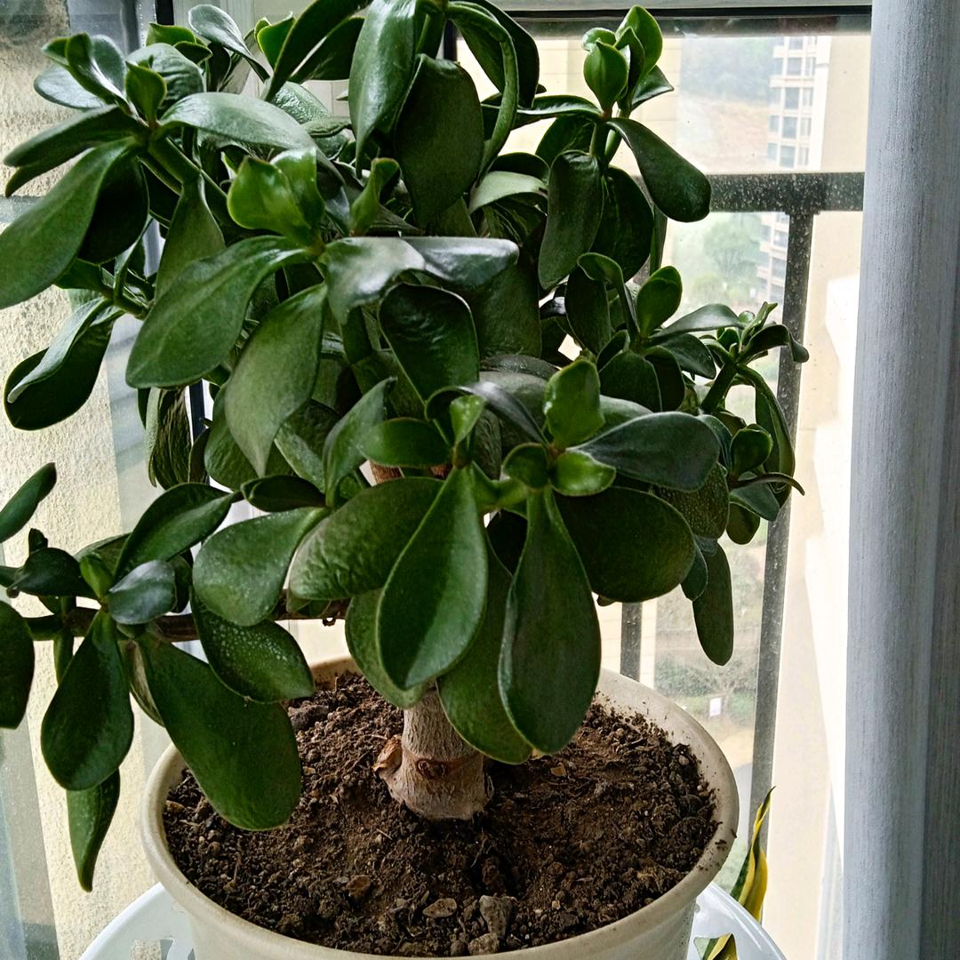 丽容