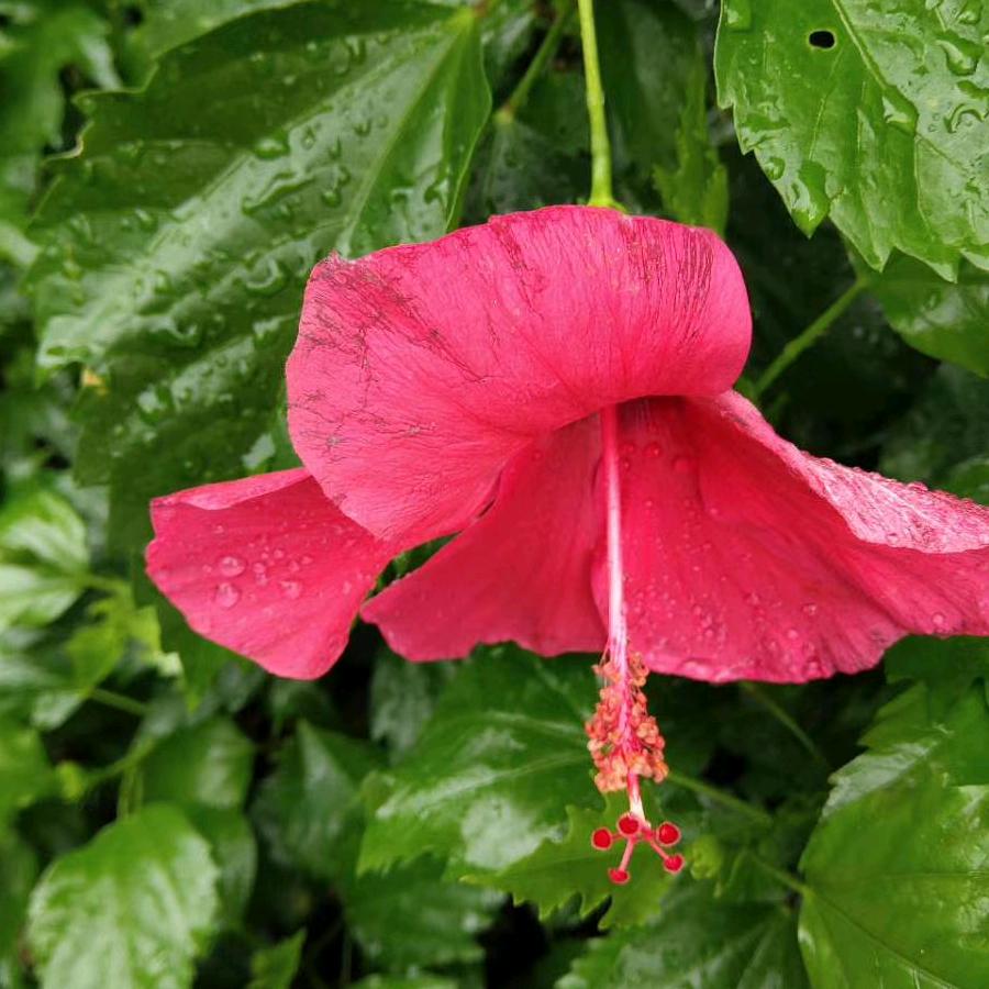 桂花姐