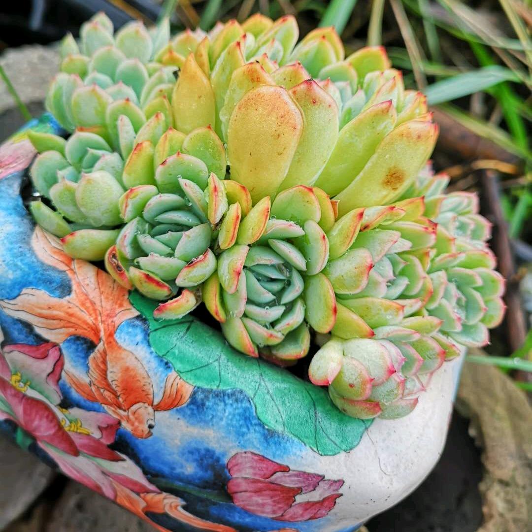 莎环多肉花卉