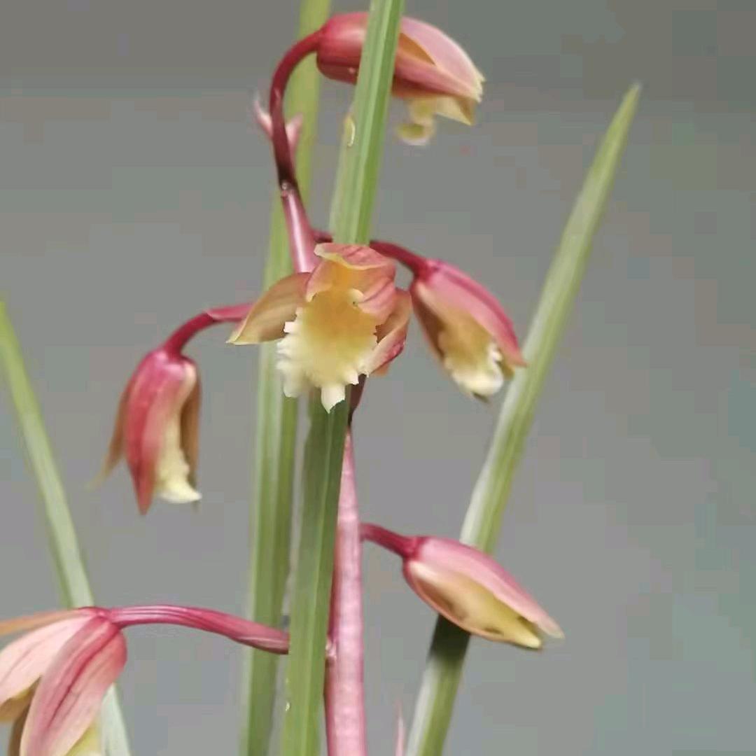 惠兰小雪花卉