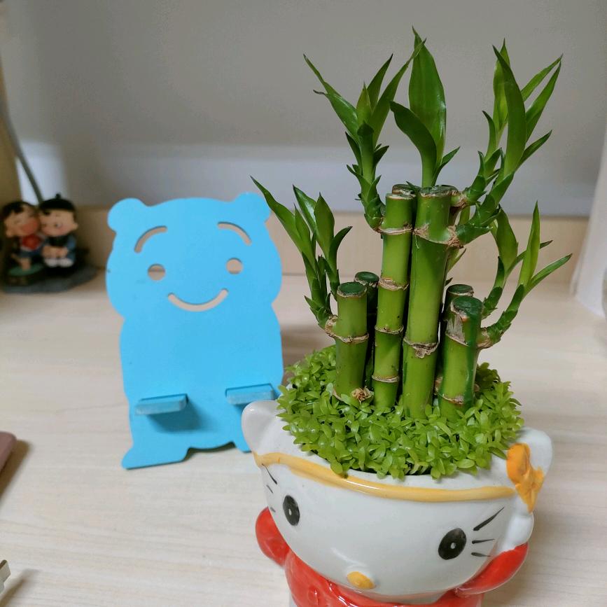 羚羊