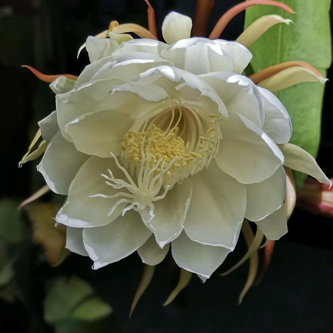 石发（监控安装绿植花卉）