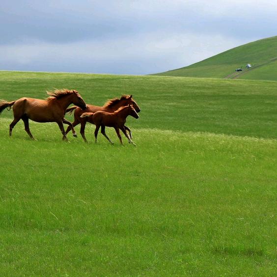 一🐴平川