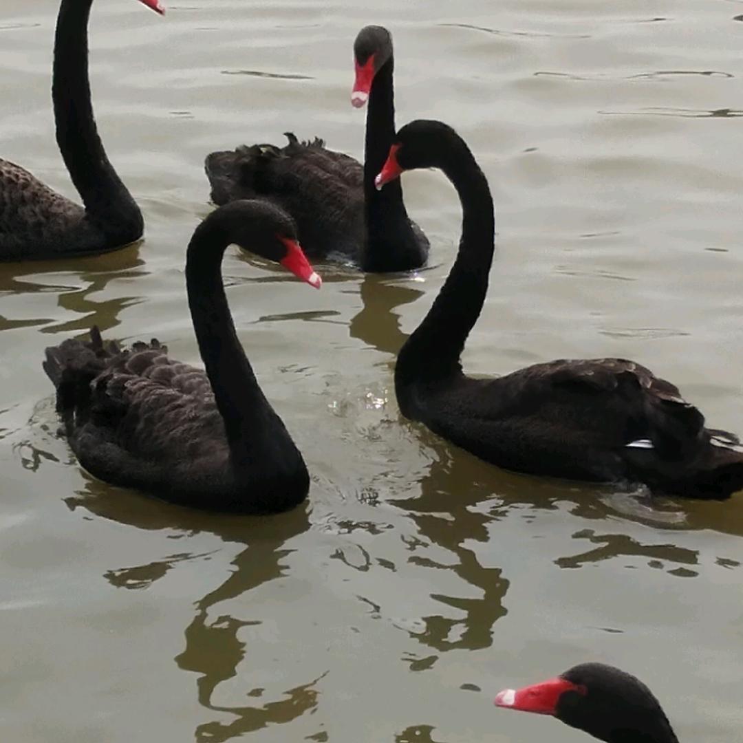 维尼熊