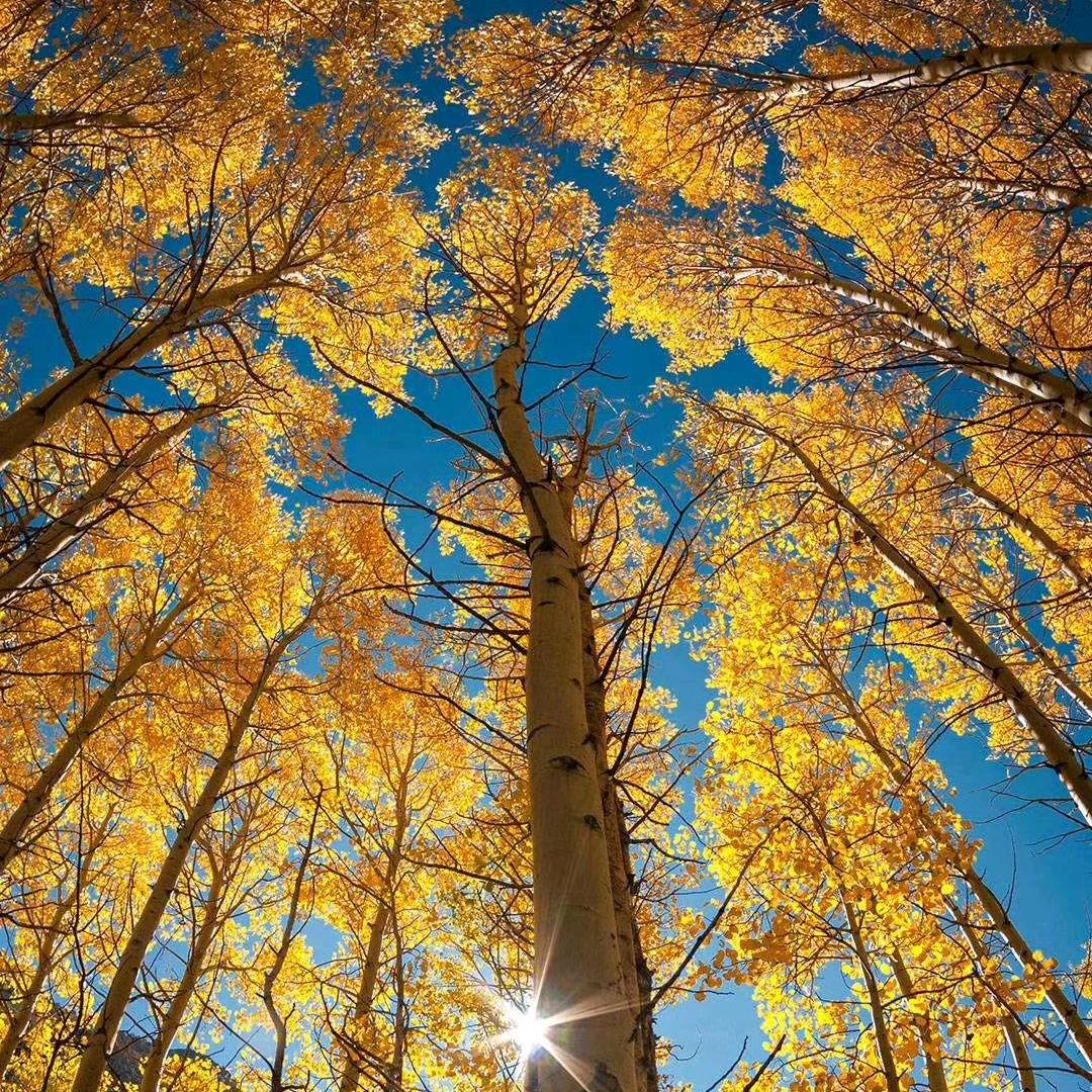 总闸口玉都烤包子