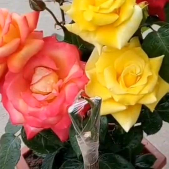 珍姐拒绝私聊谢谢