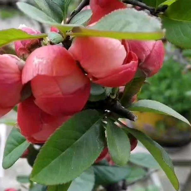 春暖花开