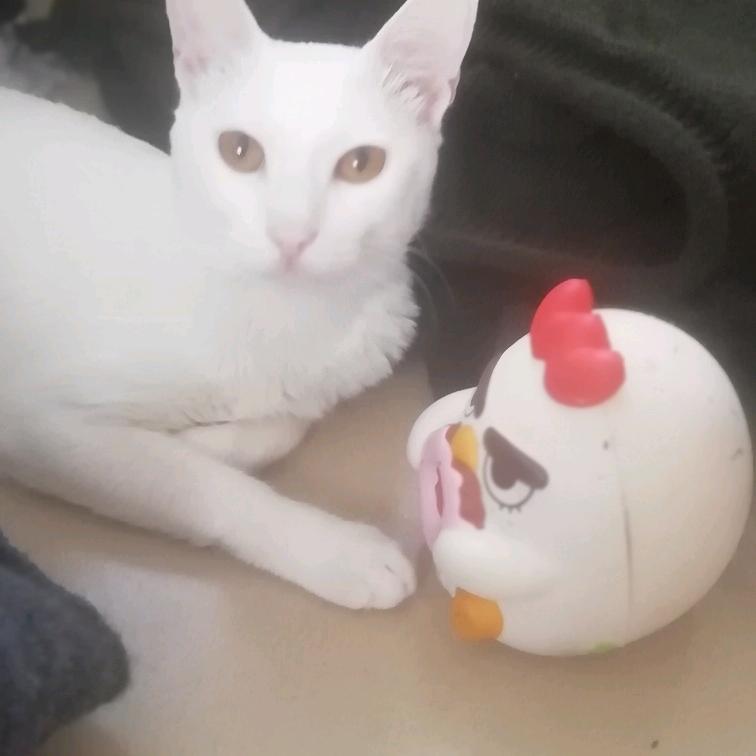 ，余生爱❤自己🌹