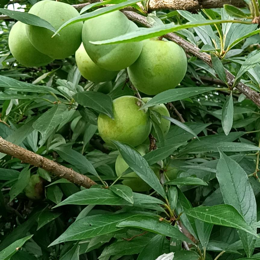 ☞军魂永在✔☜