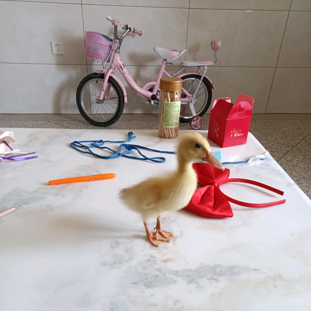 拆家王一黄舒儿