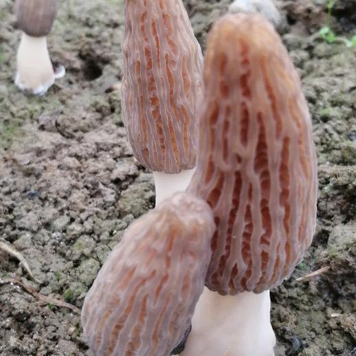 美好回忆🌹🌹