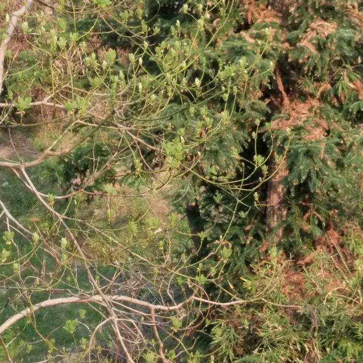 鑫晟