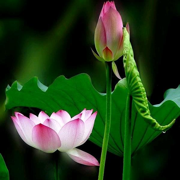 菡萏葳蕤