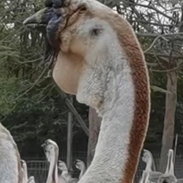 潮汕卤鹅南派卤味霸主