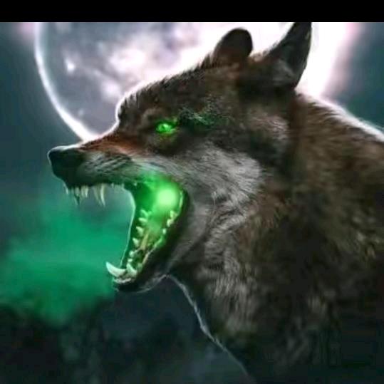 🐺孤🐺狼🐺