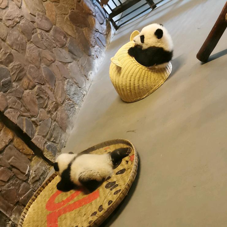 酸枣树