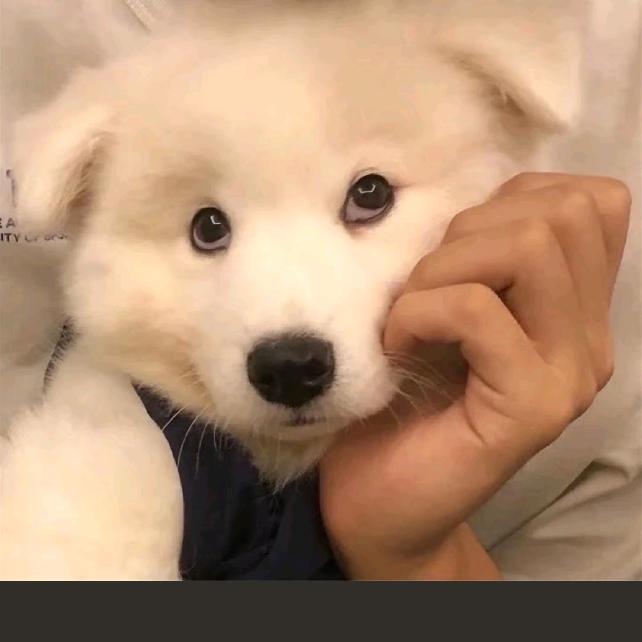 刘小狗的姐姐