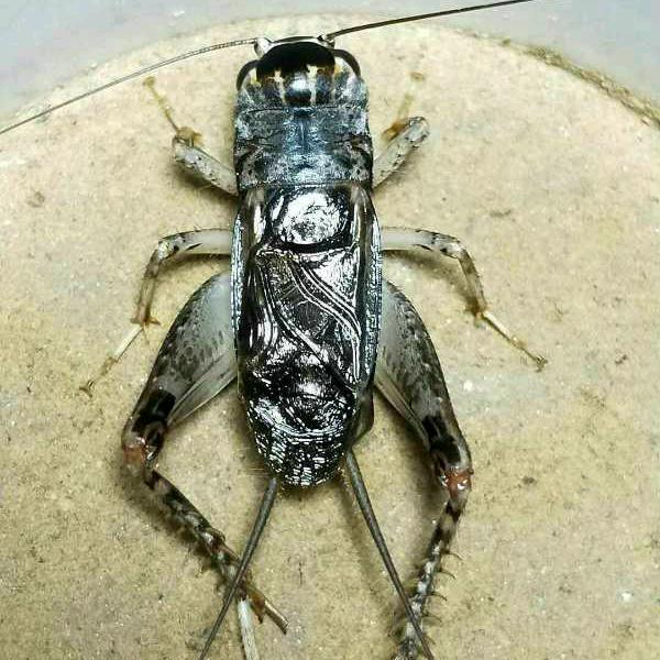 蟋园蟀都