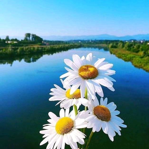 樱花雨落