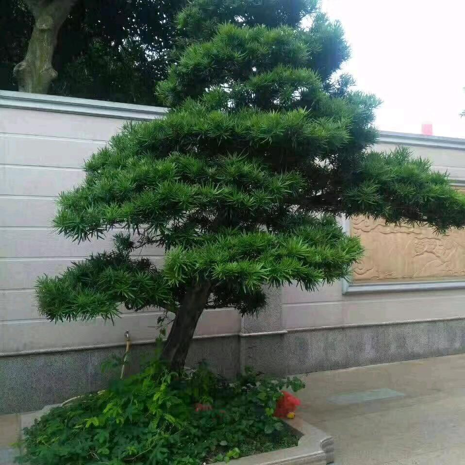 本人单身