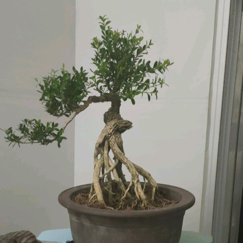 辰艺花卉