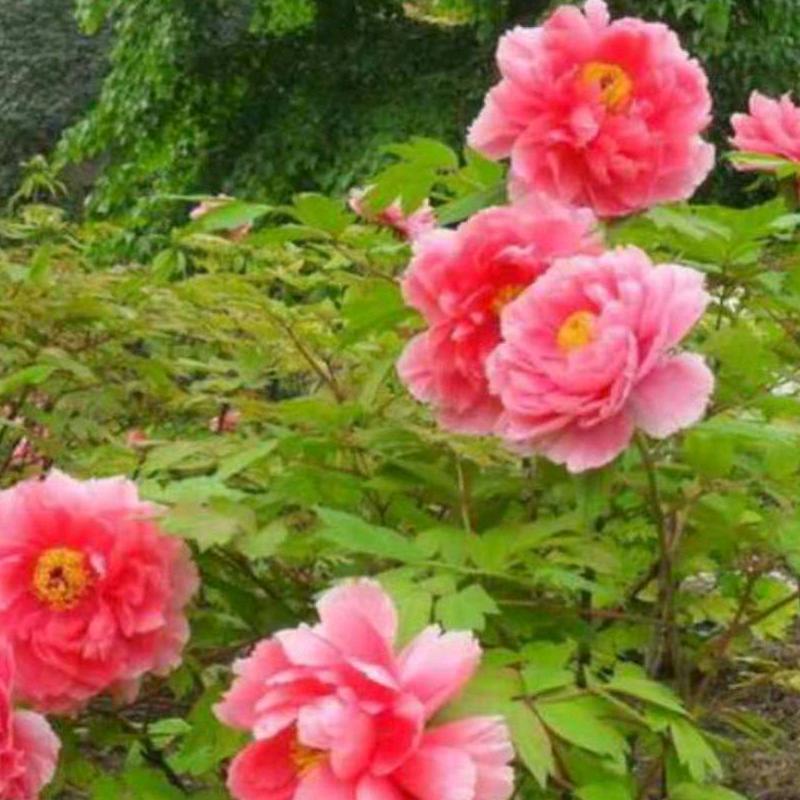 平安幸福长发室内外改造装修