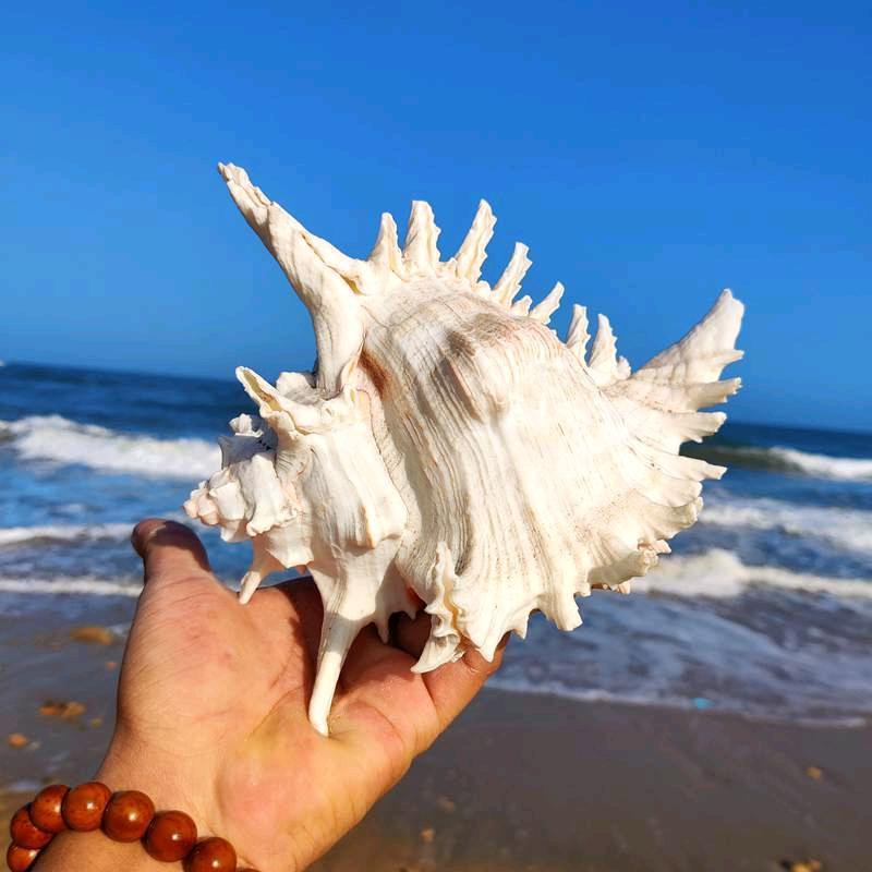 海边明明(赶海)