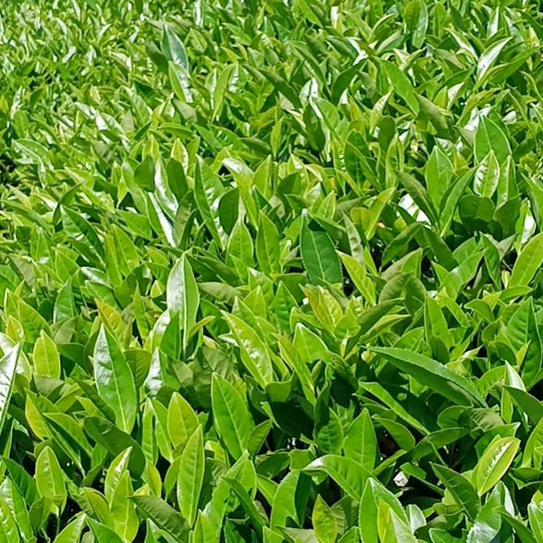 新罗区香波堡