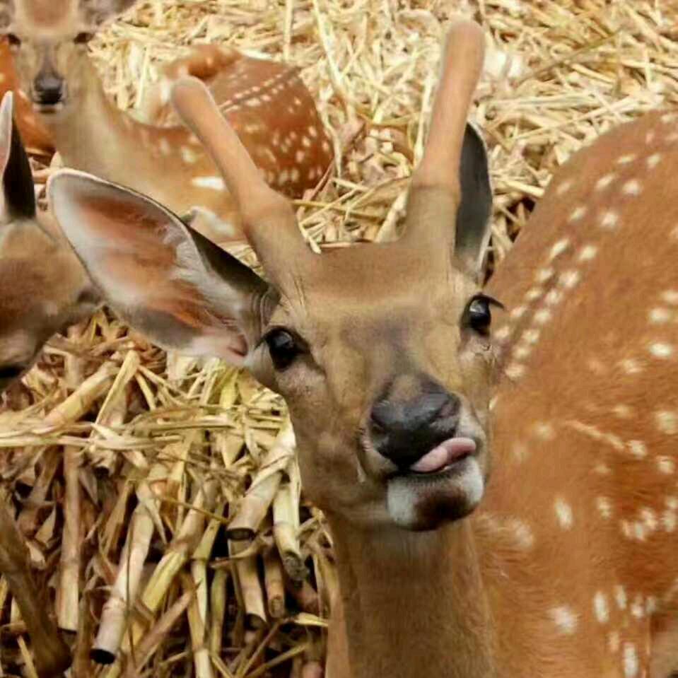 鹿姐