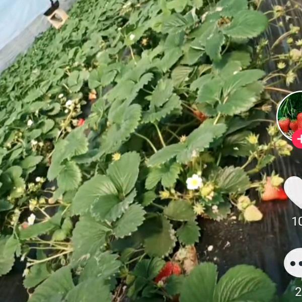 大安天宇草莓采摘园