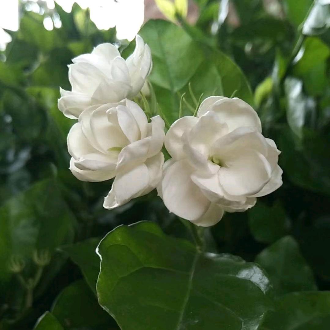 横县小木林园艺场
