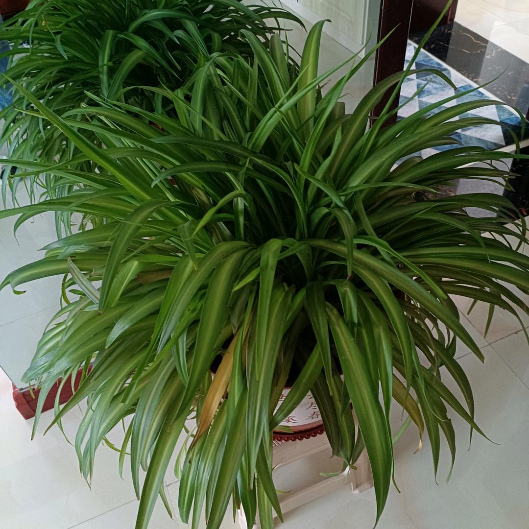 玫瑰花开