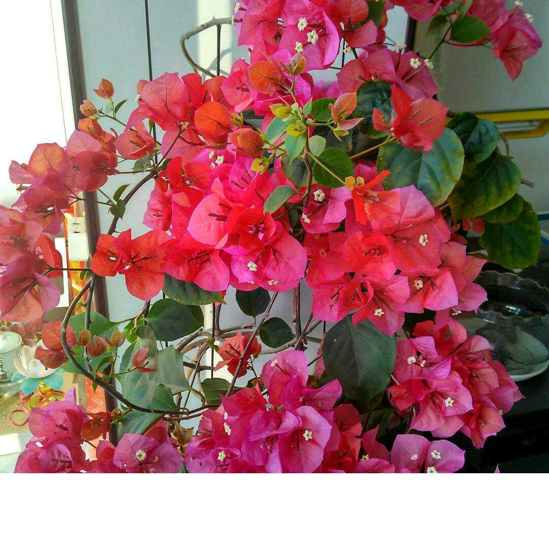 花开富贵海纳百川