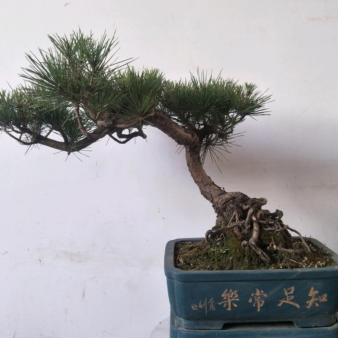 -梦想成真