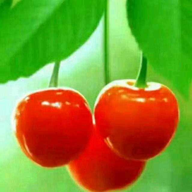 🌺 开🌹 心🌸 🌞