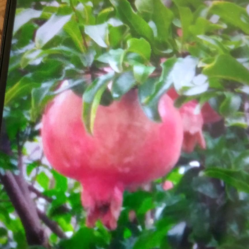 李奶奶（农村人）