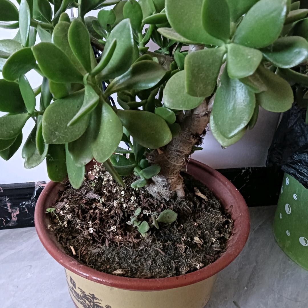 小草.