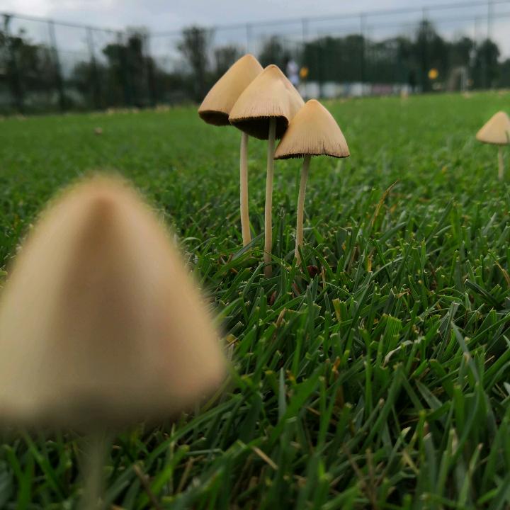 仲夏夜のDoc. Zhao