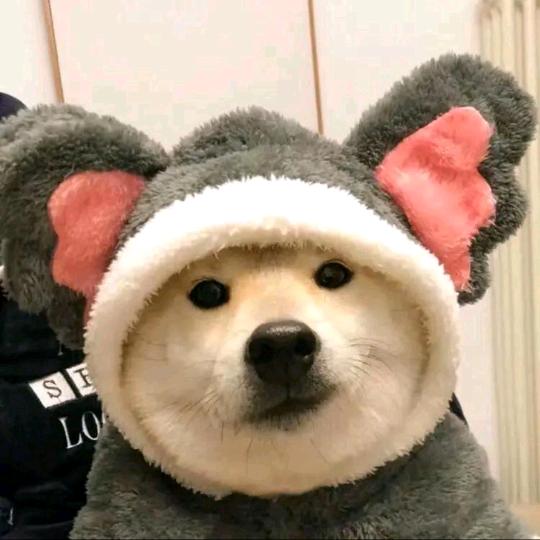 睡不着的高会计
