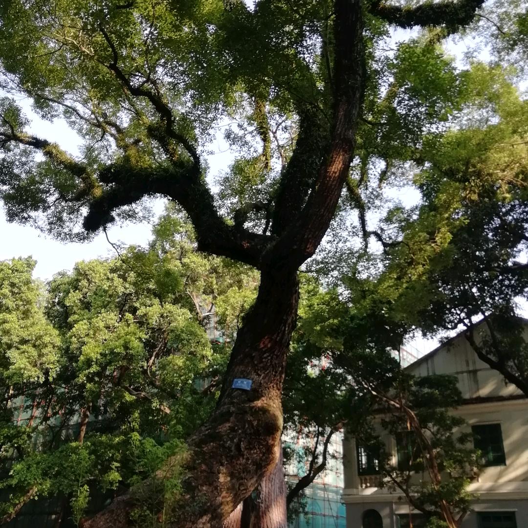 光武中兴