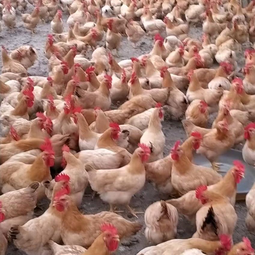 威龙