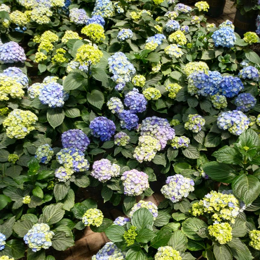 龙口市南山西常春花卉基地