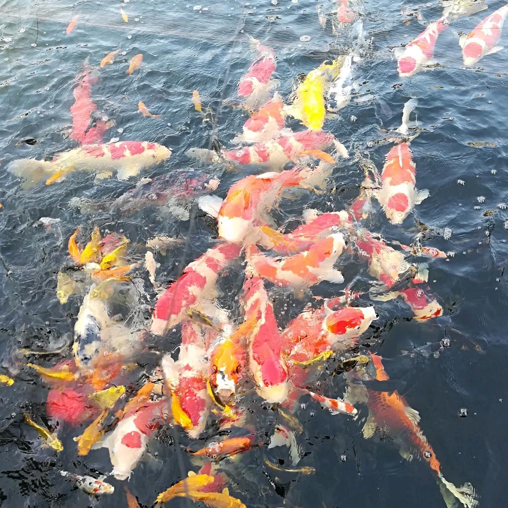 翠玉