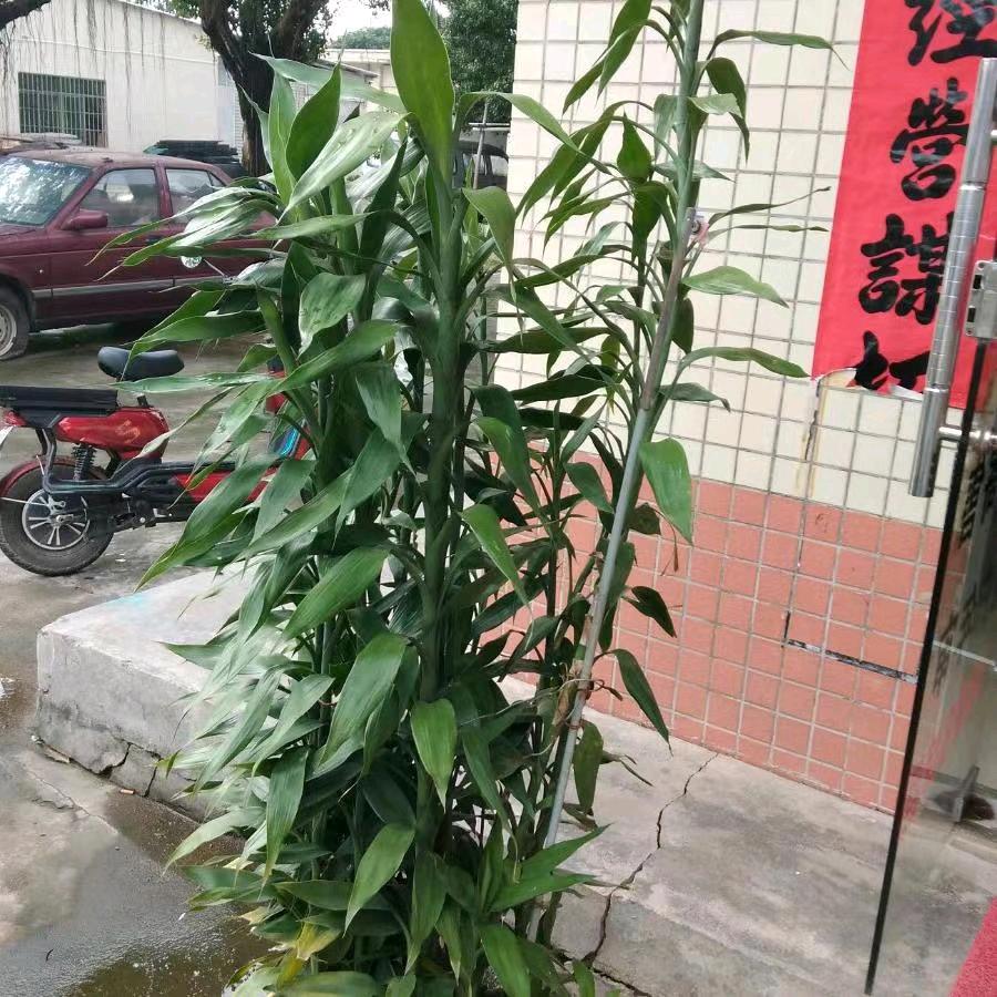 开心小筑（聊主任）