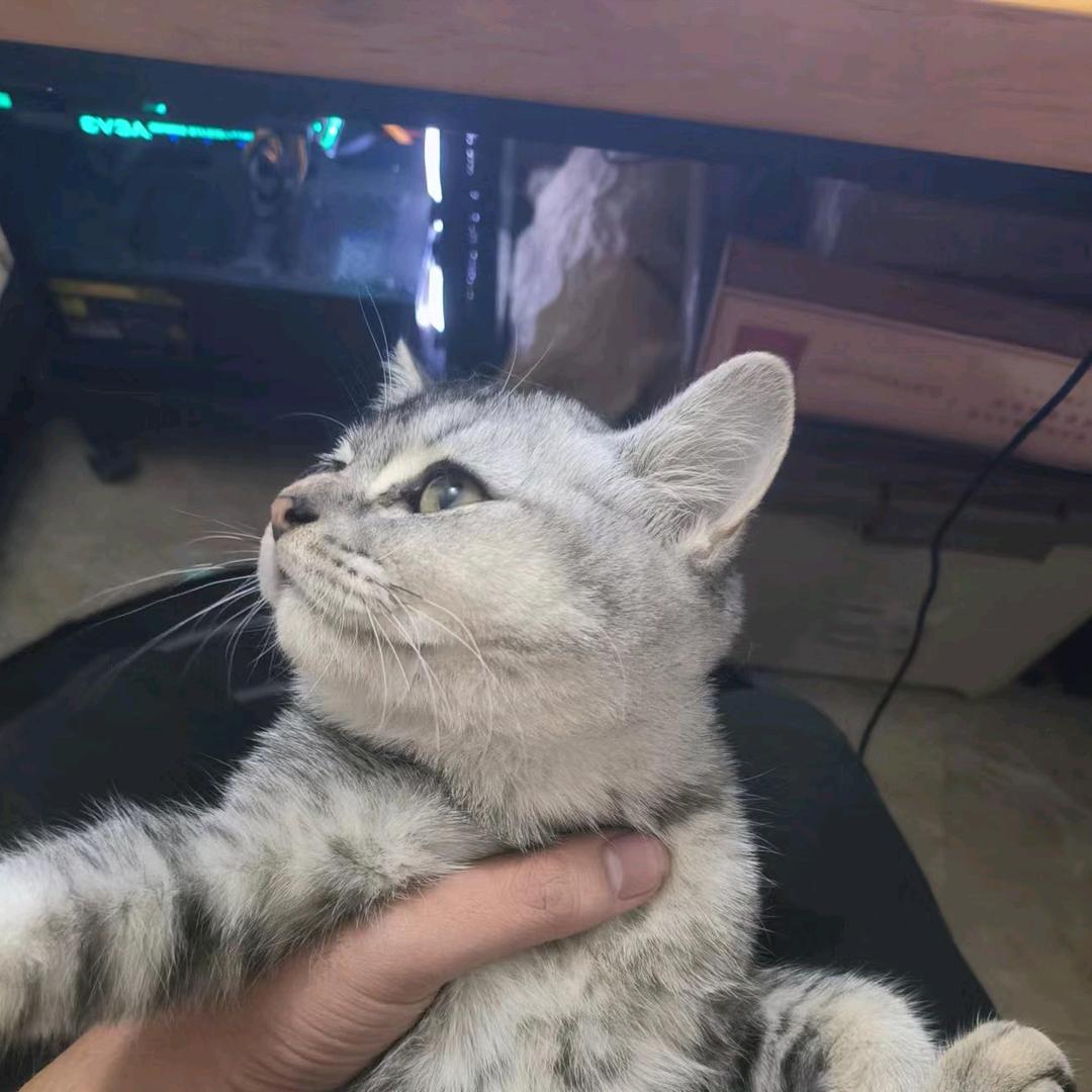 高高•᷄ࡇ•᷅