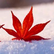 枫叶🍁🍁🍁