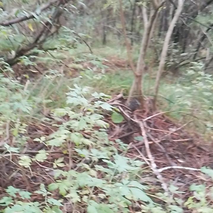 森林守护者